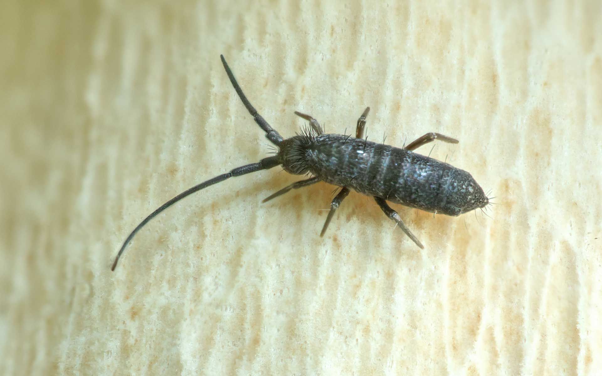 Small, dark insect with long antennae on a light wood surface.