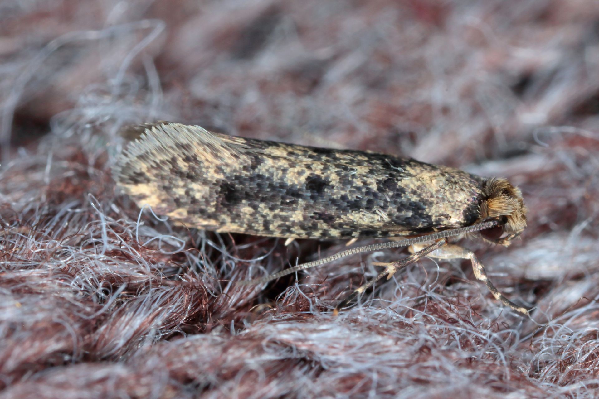 Moth with speckled dark and light markings on a brown textured surface.