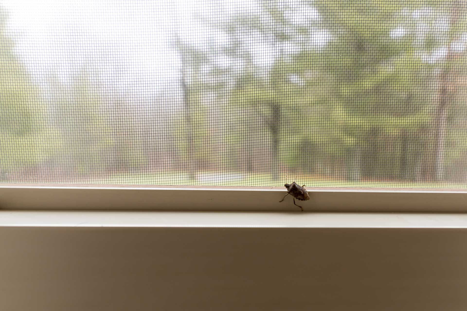 Beetle on window frame with a blurred forest view through screen.