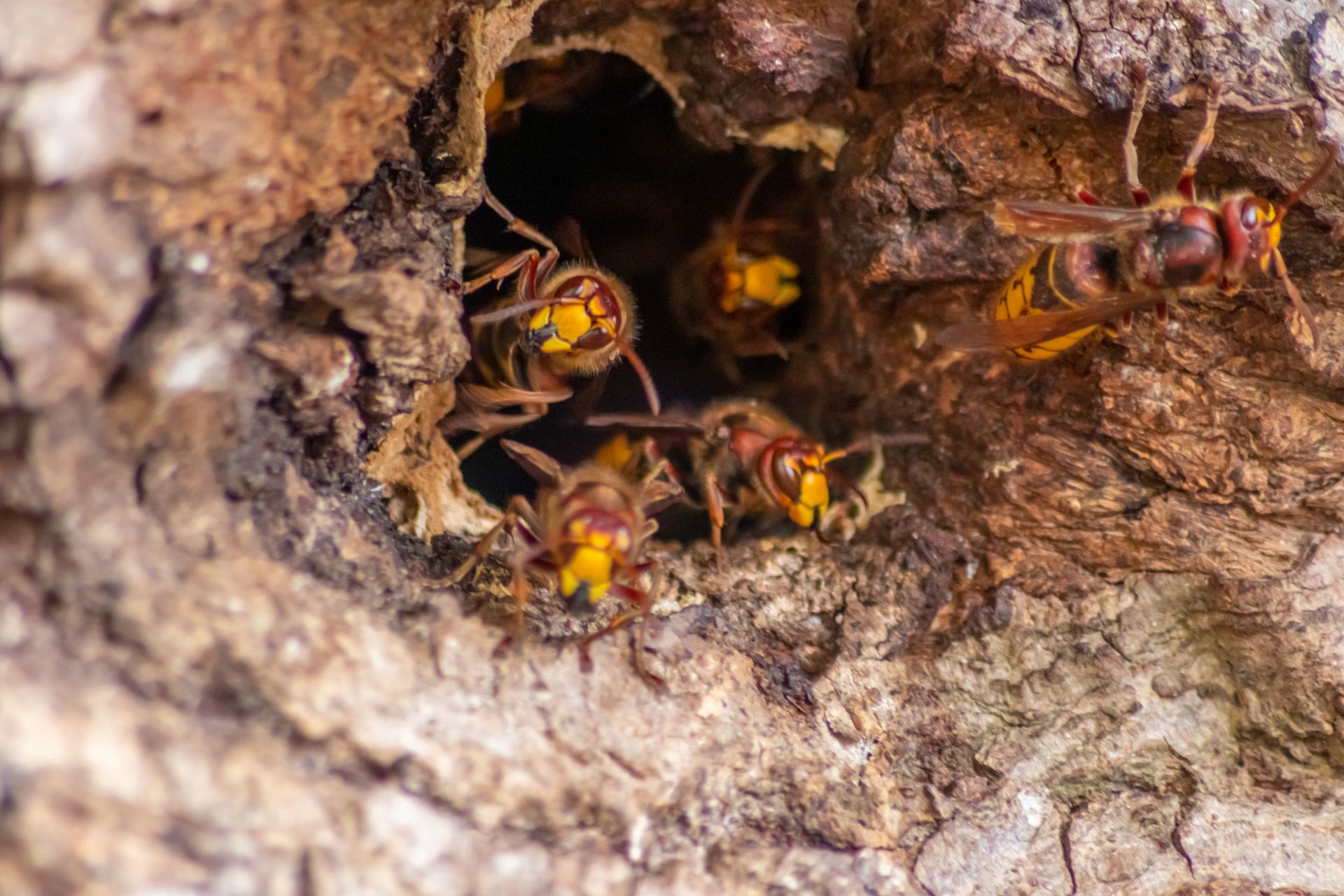 Hornets clustered in a tree cavity, brown, yellow, and reddish-brown insects with open mandibles.