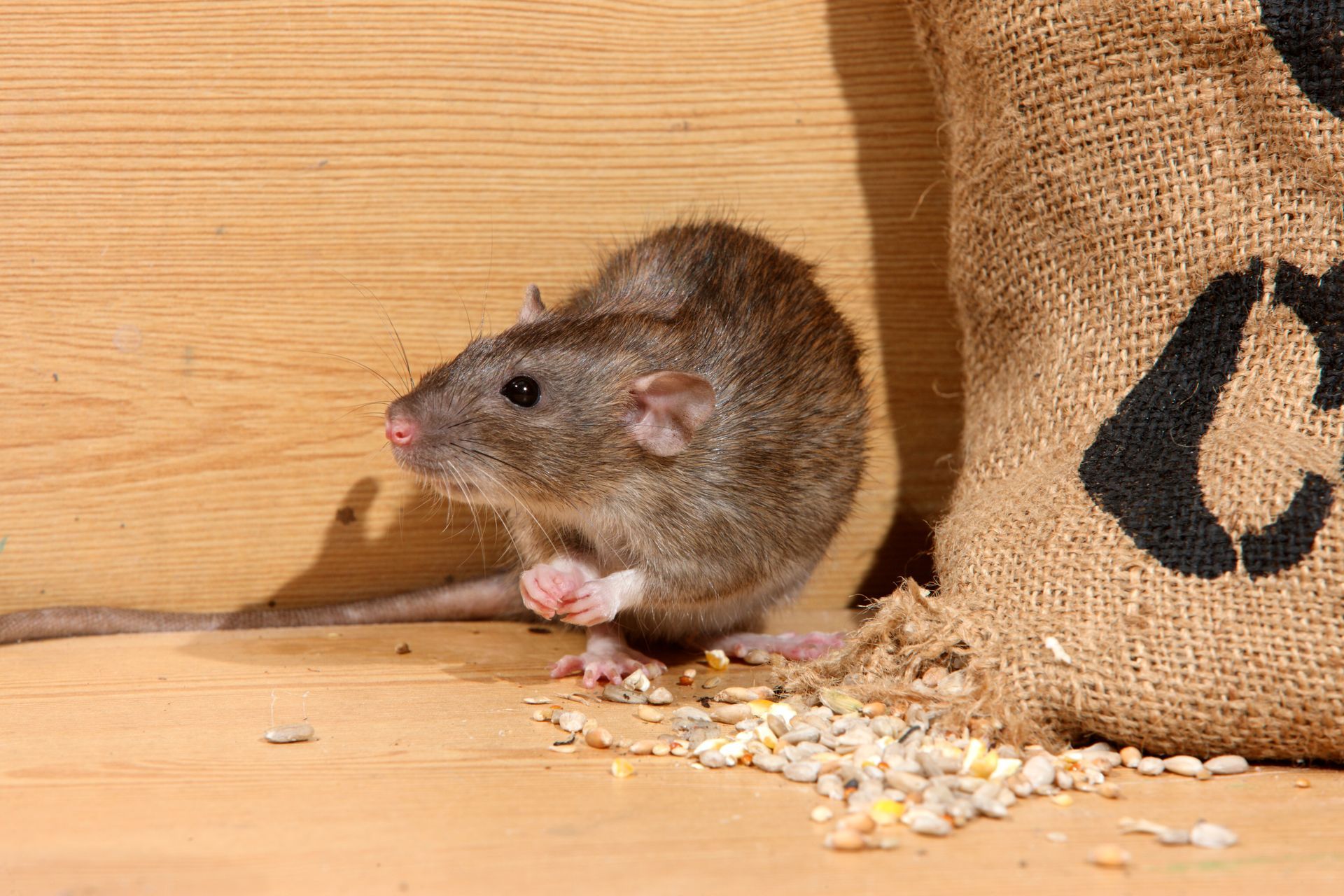 Brown rat eating spilled seeds next to a burlap bag on a wooden surface.