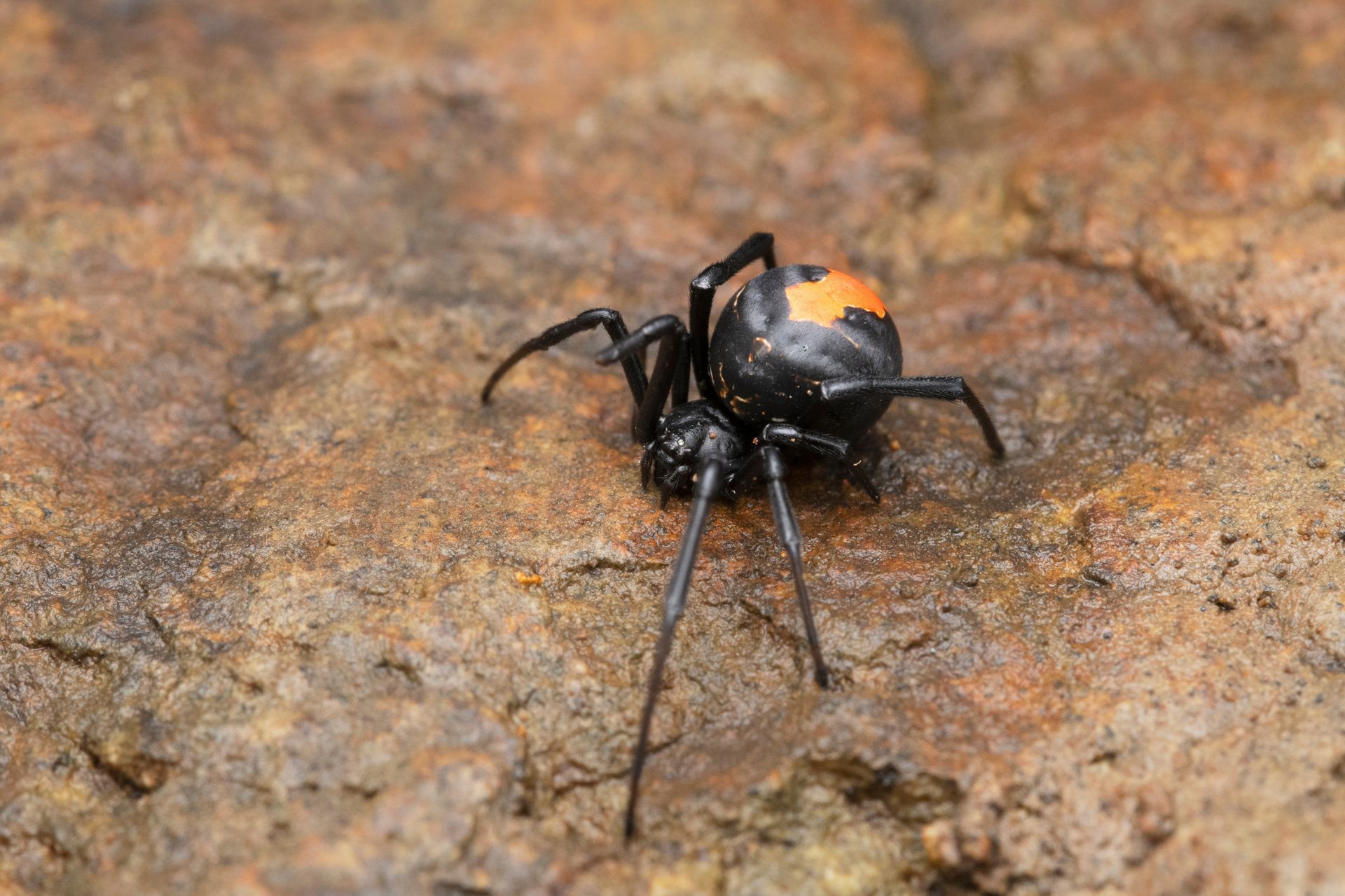 Black widow spider with red markings on a brown rock surface.
