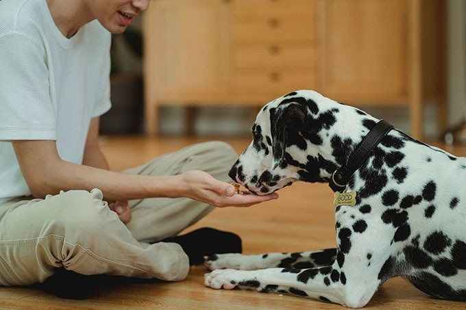 young man feeding a Dalmatian