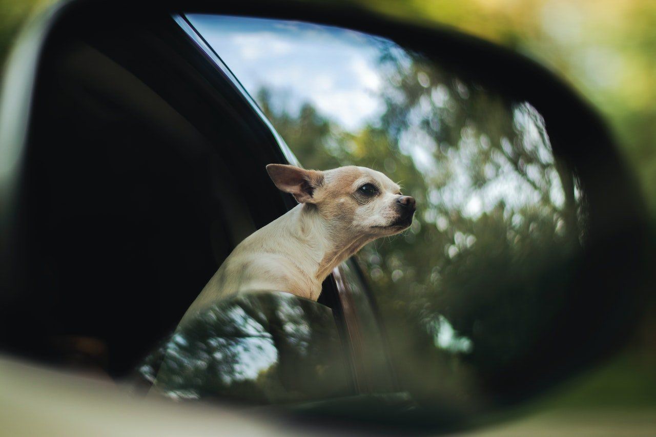 small dog traveling in car