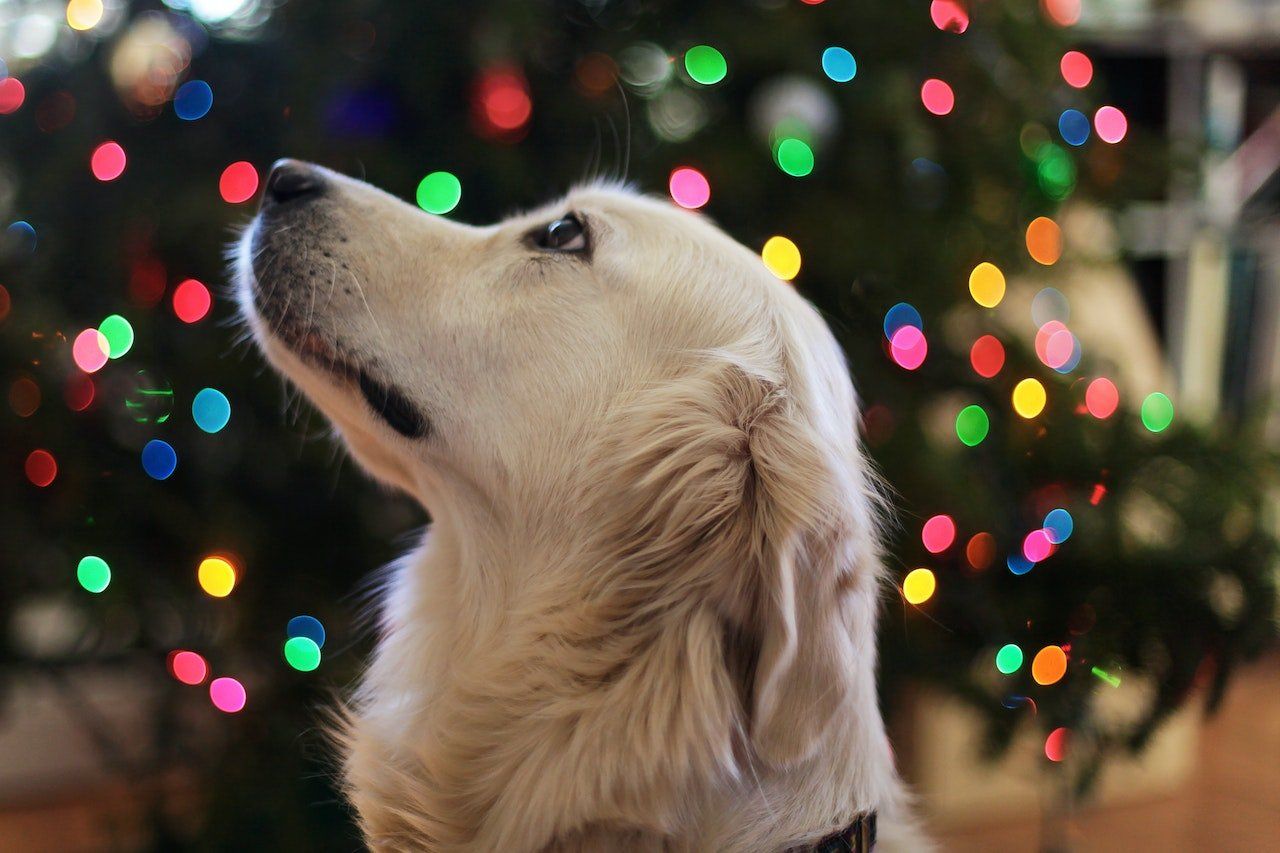 Dog christmas holiday