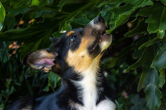 6 Foods to Put on Your Dogs Lick Mat (That Aren't Peanut Butter!)