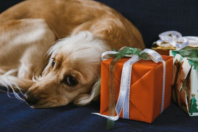 Do Pets Make Good Gifts? The Right Way to Gift a Dog or Cat