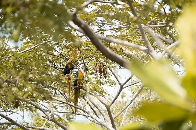 Naturaleza alrededor de Aimarawa, hotel en San Antero rodeado de vegetación tropical.