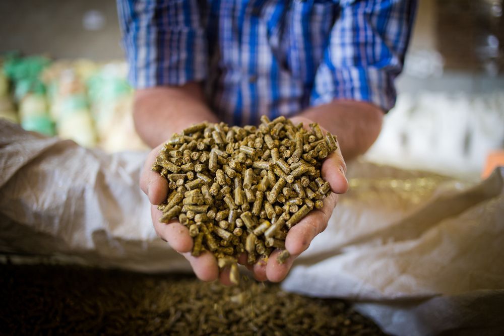 Person Holding a Handful of Green, Pelletized Animal Feed — North Coast Stock Feeds in Bangalow, NSW