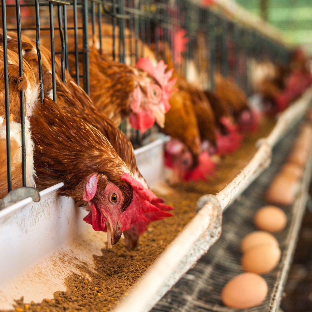 Chickens Eating From a Trough in a Poultry Farm — North Coast Stock Feeds in Ballina, NSW