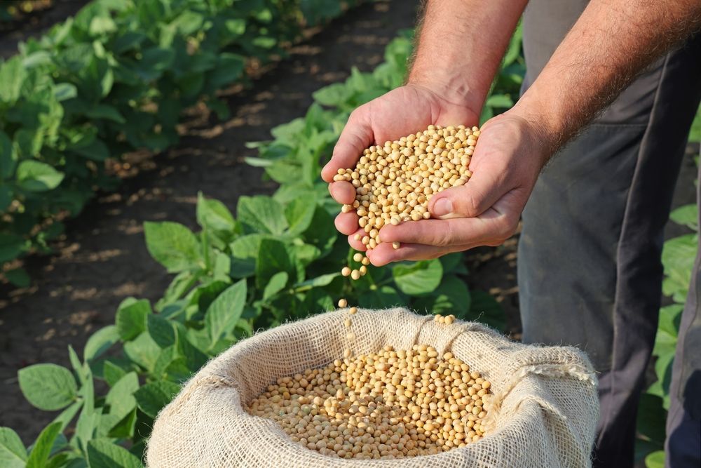 Farmer Holding Soybeans — North Coast Stock Feeds in Ballina, NSW
