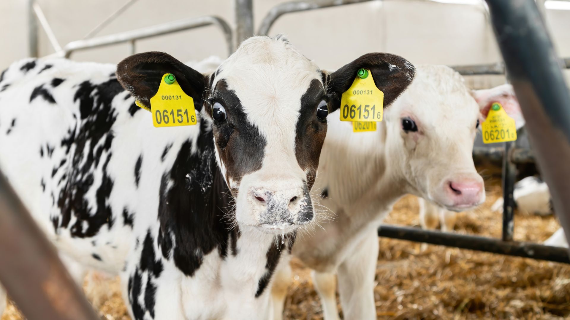 Two young calves with yellow ear tags stand in a straw-filled indoor enclosure.