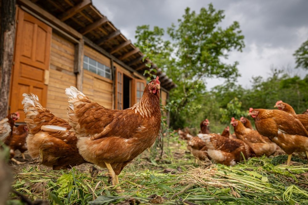 Brown Chickens in Front of a Wooden Coop — North Coast Stock Feeds in Ballina, NSW