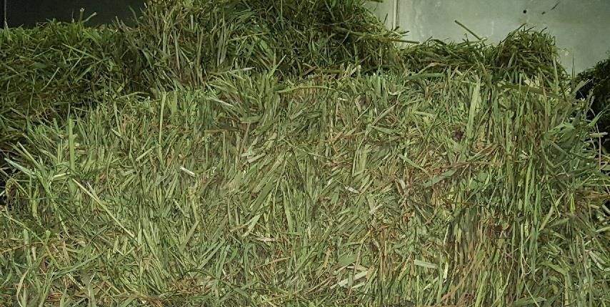 Hay Bale, Rectangular, Green and Dried — North Coast Stock Feeds in Ballina, NSW