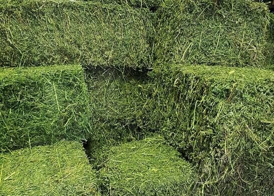 Green Hay Bales Stacked Together — North Coast Stock Feeds in Ballina, NSW