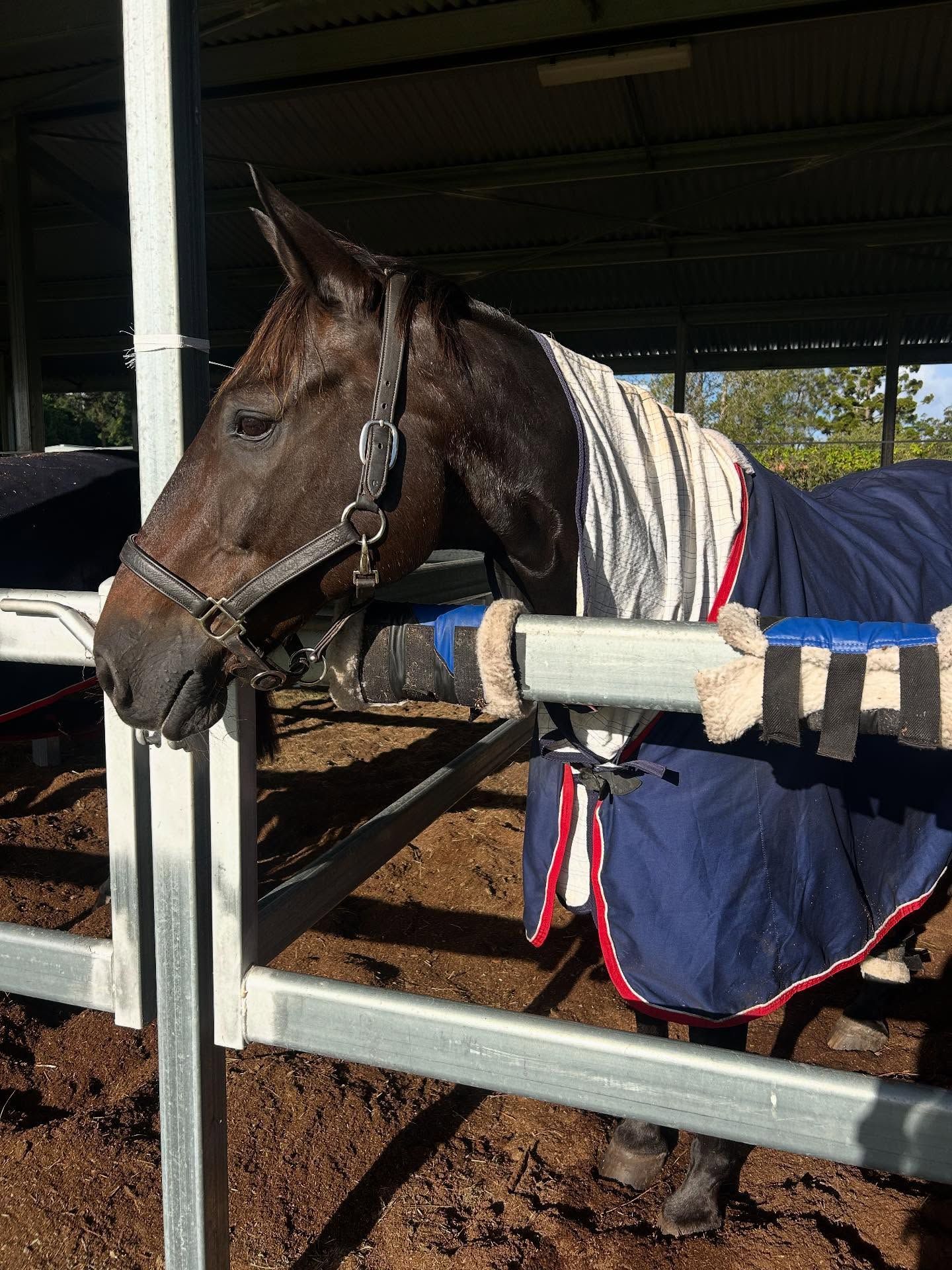 Dark Horse in a Stable, Wearing a Blue Blanket — North Coast Stock Feeds in Alstonville, NSW