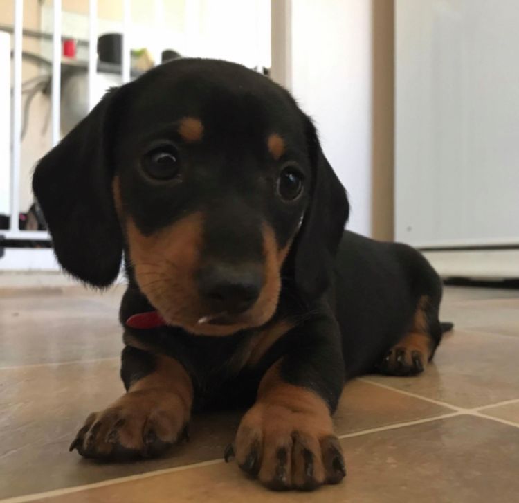Black Puppy Lying Down — North Coast Stock Feeds in Ballina, NSW
