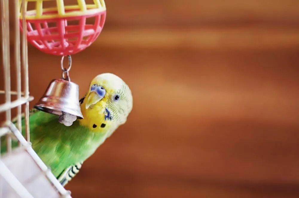 Green Budgie Peeking From Its Cage — North Coast Stock Feeds in Ballina, NSW