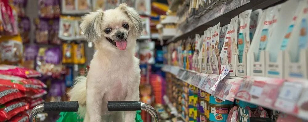 Dog in a Pet Store Looks at the Camera — North Coast Stock Feeds in Ballina, NSW