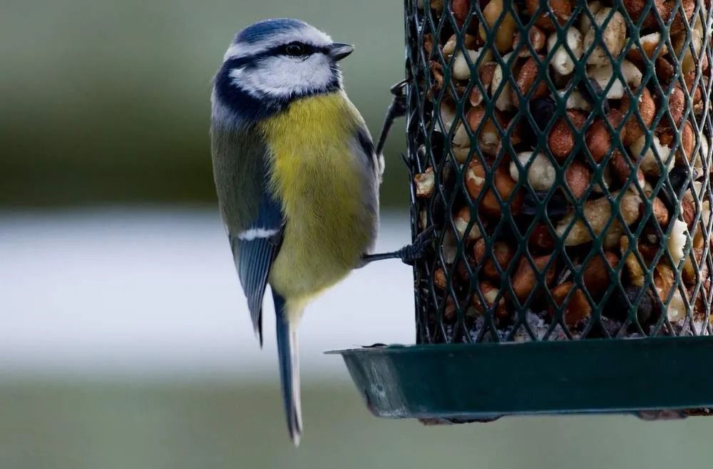 Blue Bird Perched on a Bird Feeder — North Coast Stock Feeds in Ballina, NSW