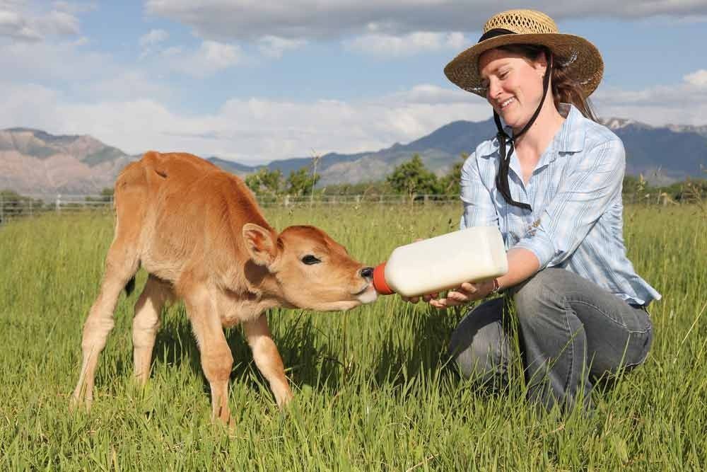 Woman in a Straw Hat Bottle-feeding a Brown Calf — North Coast Stock Feeds in Ballina, NSW