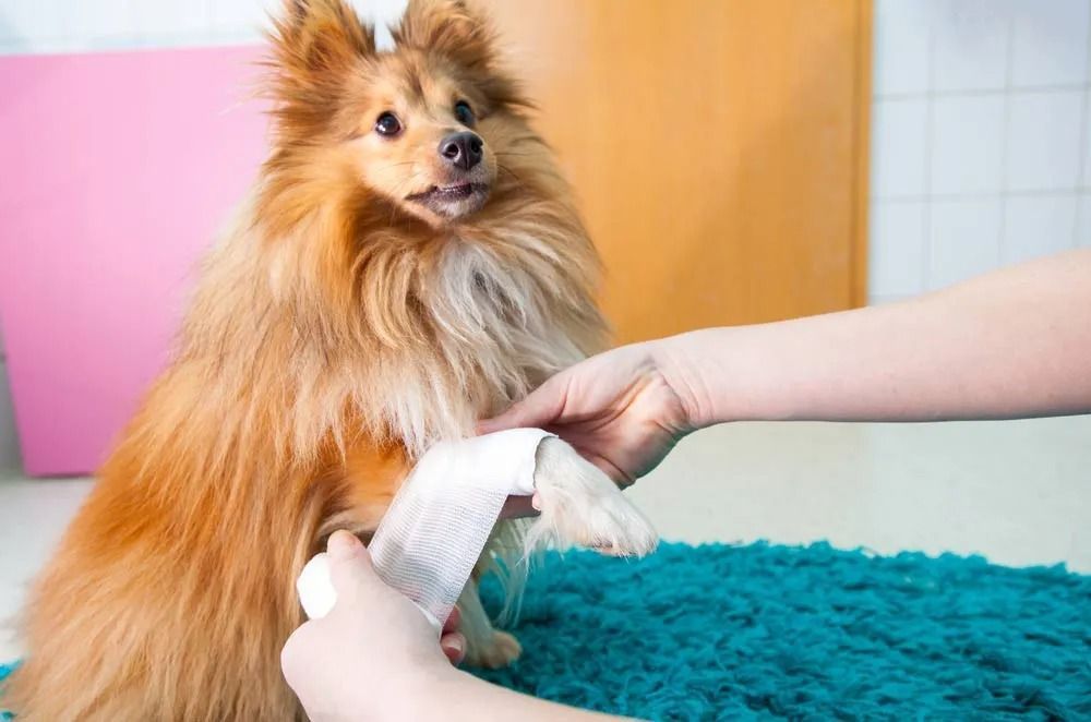 Person Bandages a Dog's Paw — North Coast Stock Feeds in Ballina, NSW