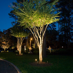 Tree Lit Up At Night By Landscape Lighting — Virginia Beach, VA — Gentle Rain
