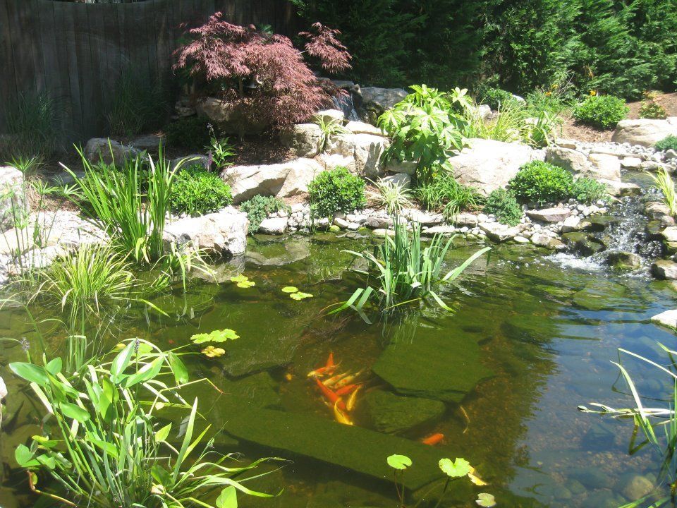 Small Pond With Clovers And Multiple Plants — Virginia Beach, VA — Gentle Rain