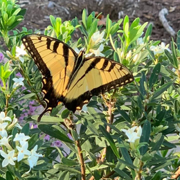 Butterfly Flying Above Flowers — Virginia Beach, VA — Gentle Rain