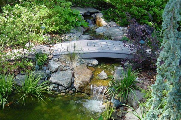 Area With Lush Bushes And Small Curved Wooden Bridge — Virginia Beach, VA — Gentle Rain
