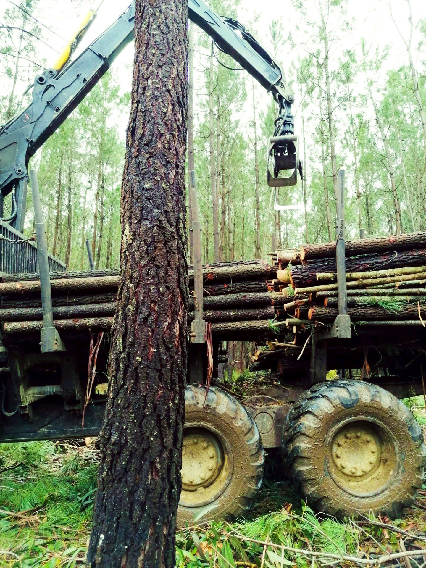 E,C&R, ECR, Floresta, Mata, Gestão florestal, Madeira a Bruto, Corte