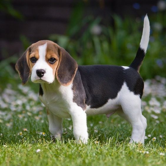cachorros beagle en guadalajara