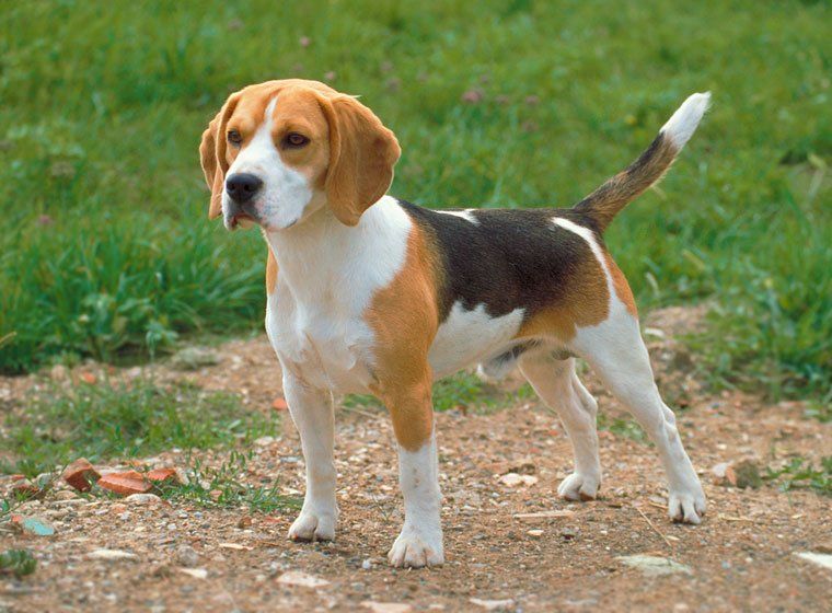 Criaderos de beagle en mexico