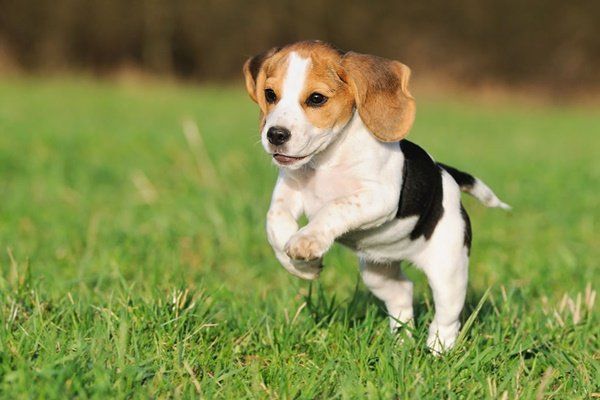 perros beagle en venta