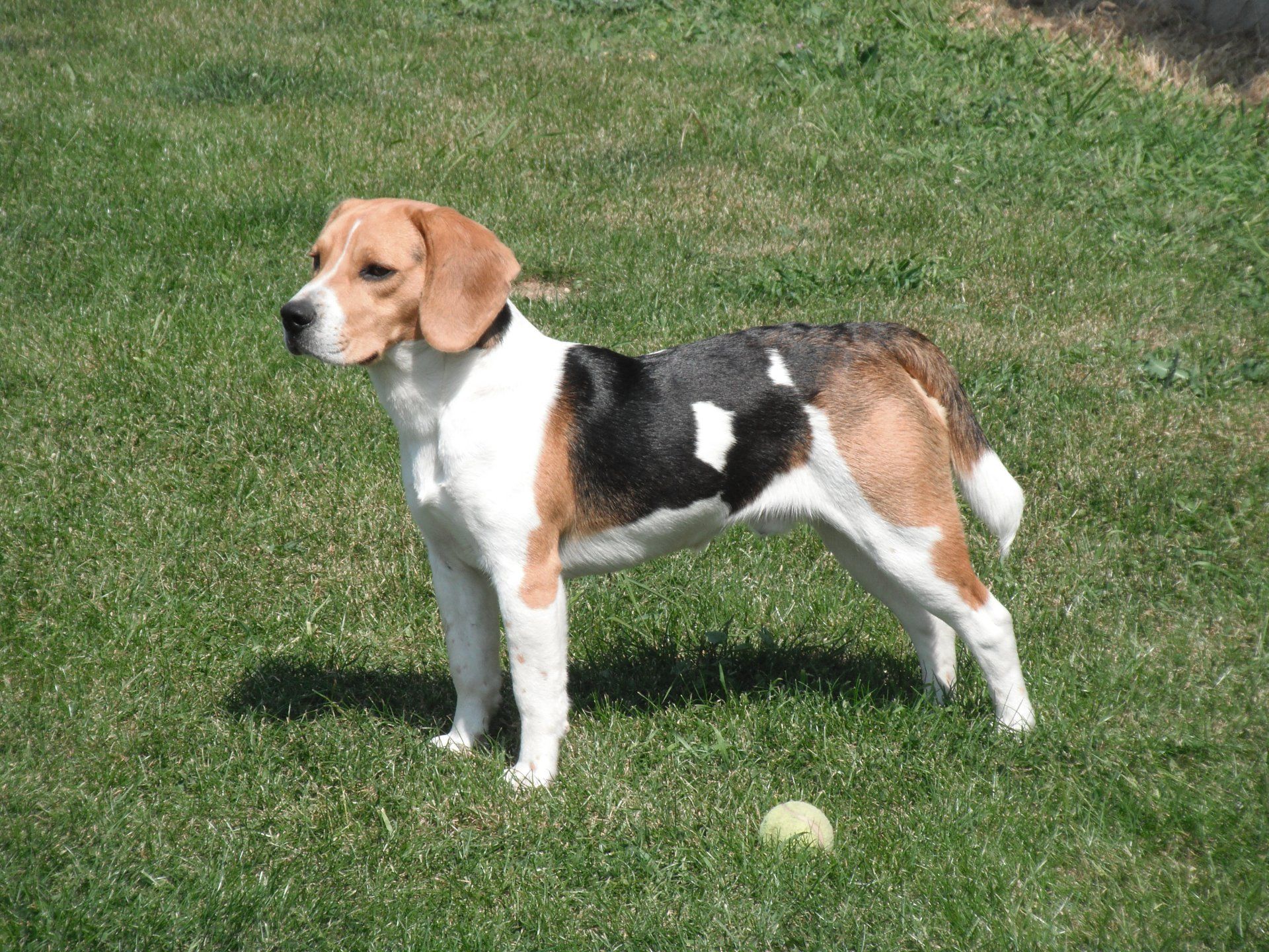beagle en venta mexico