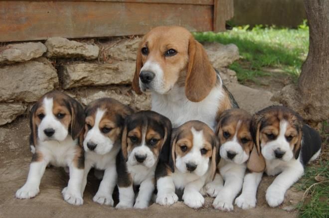 cachorros beagle en venta guadalajara