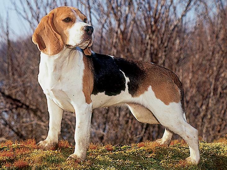 perros beagle guadalajara