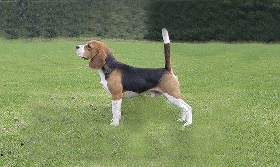 beagle guadalajara