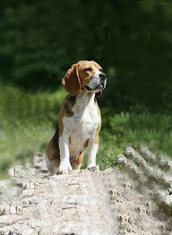 beagle en venta