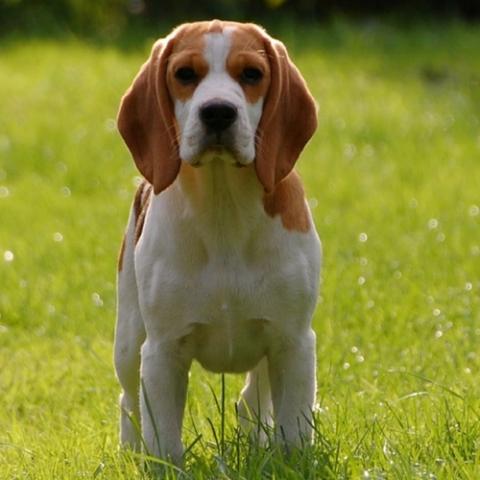 Cachorro beagle