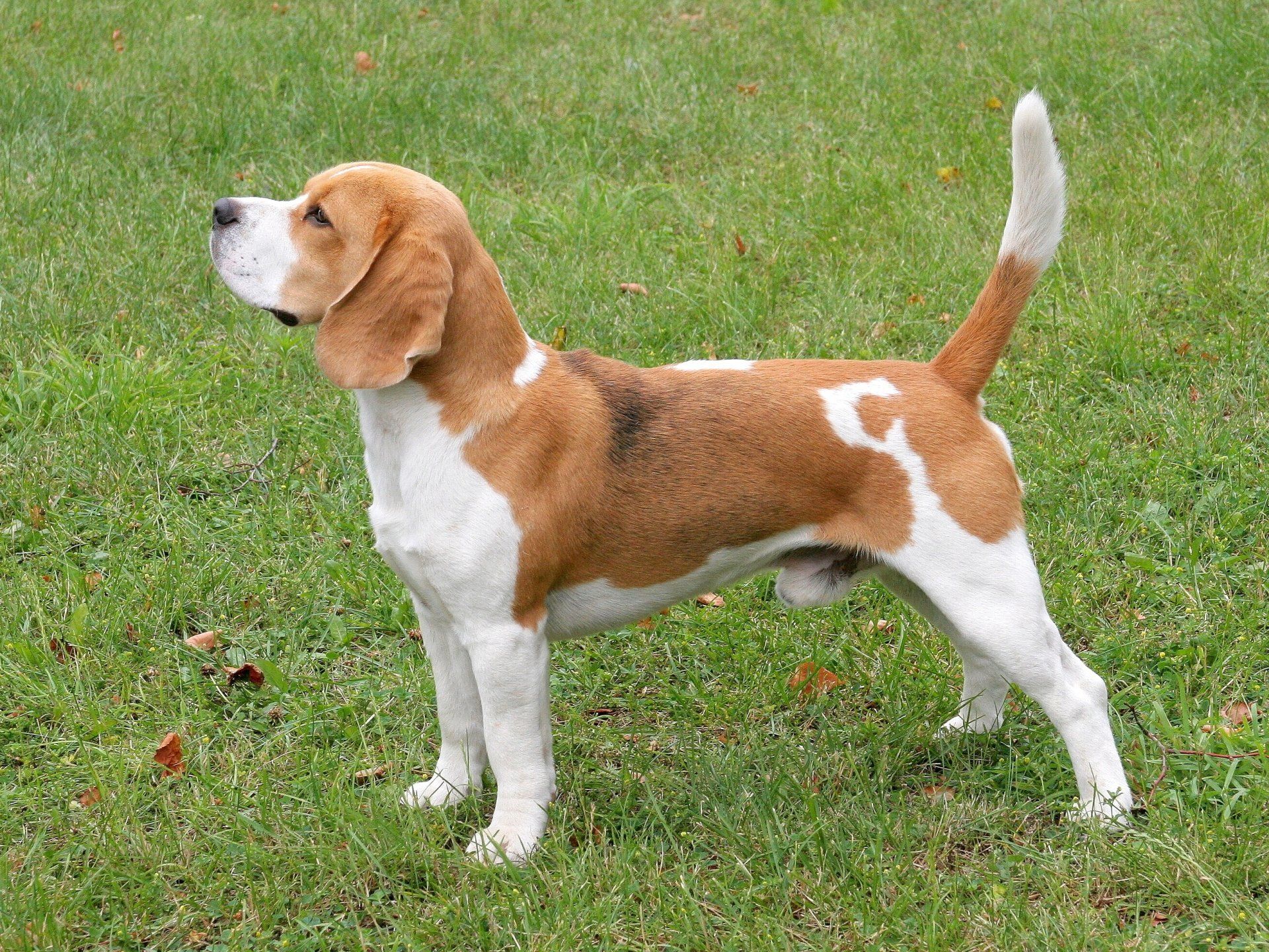 Criaderos de beagle en mexico