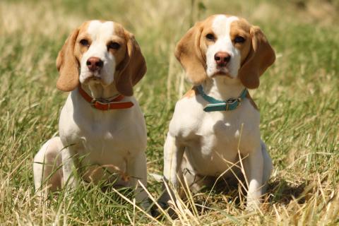 Criaderos de Beagle
