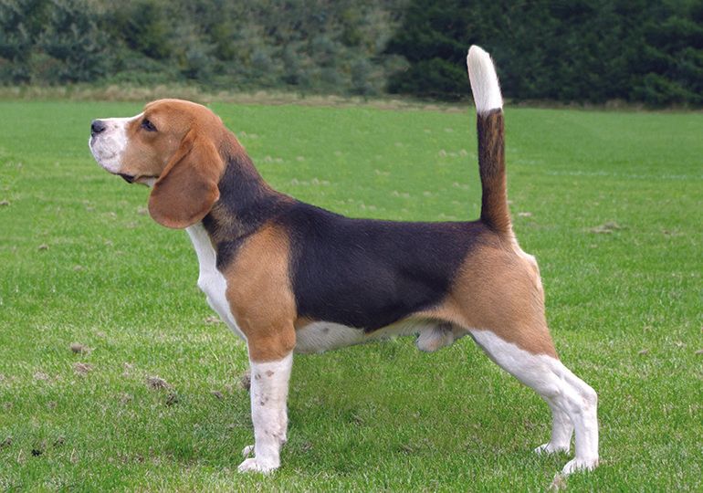 Criaderos de beagle en mexico