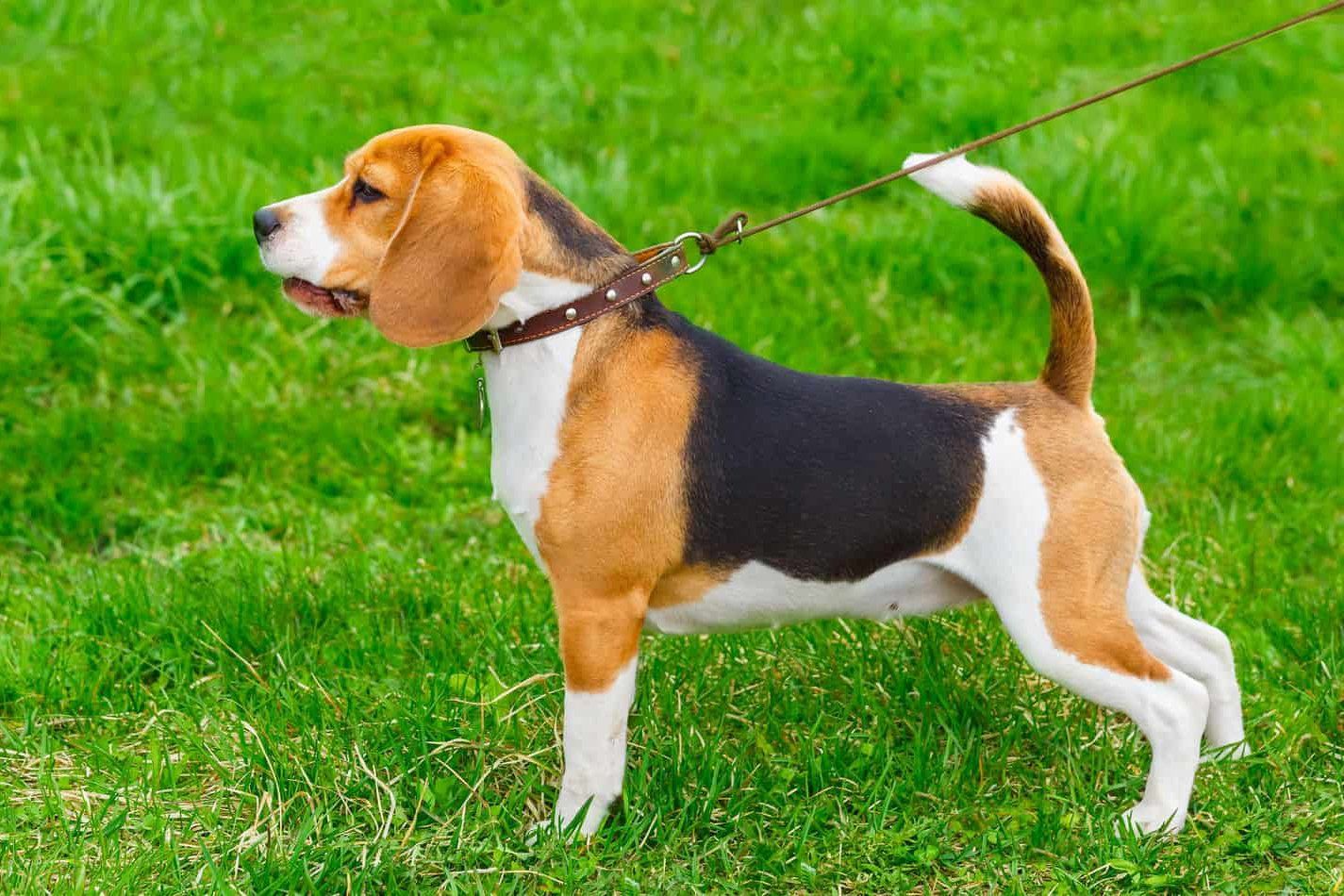 Criaderos de beagle en mexico