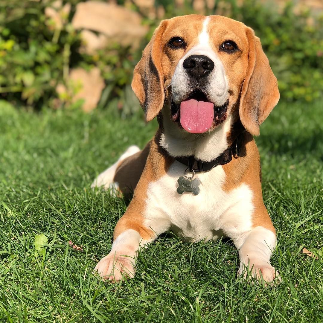 perros beagle en venta