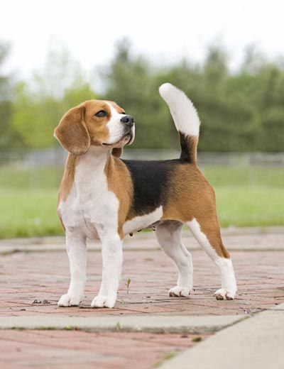 perros beagle en venta