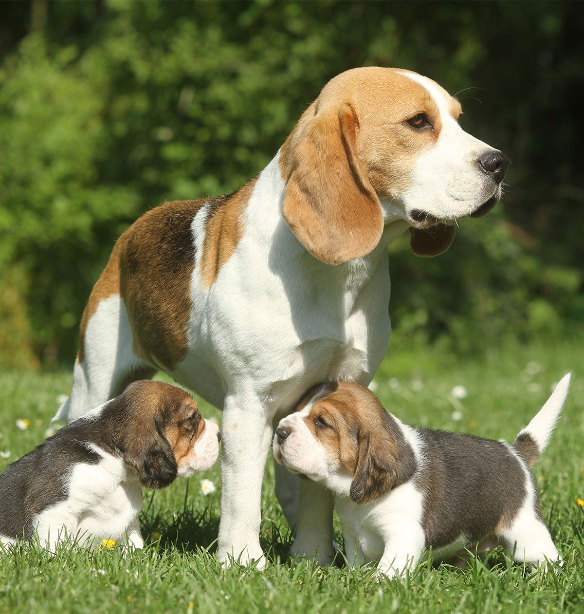 perros beagle en venta