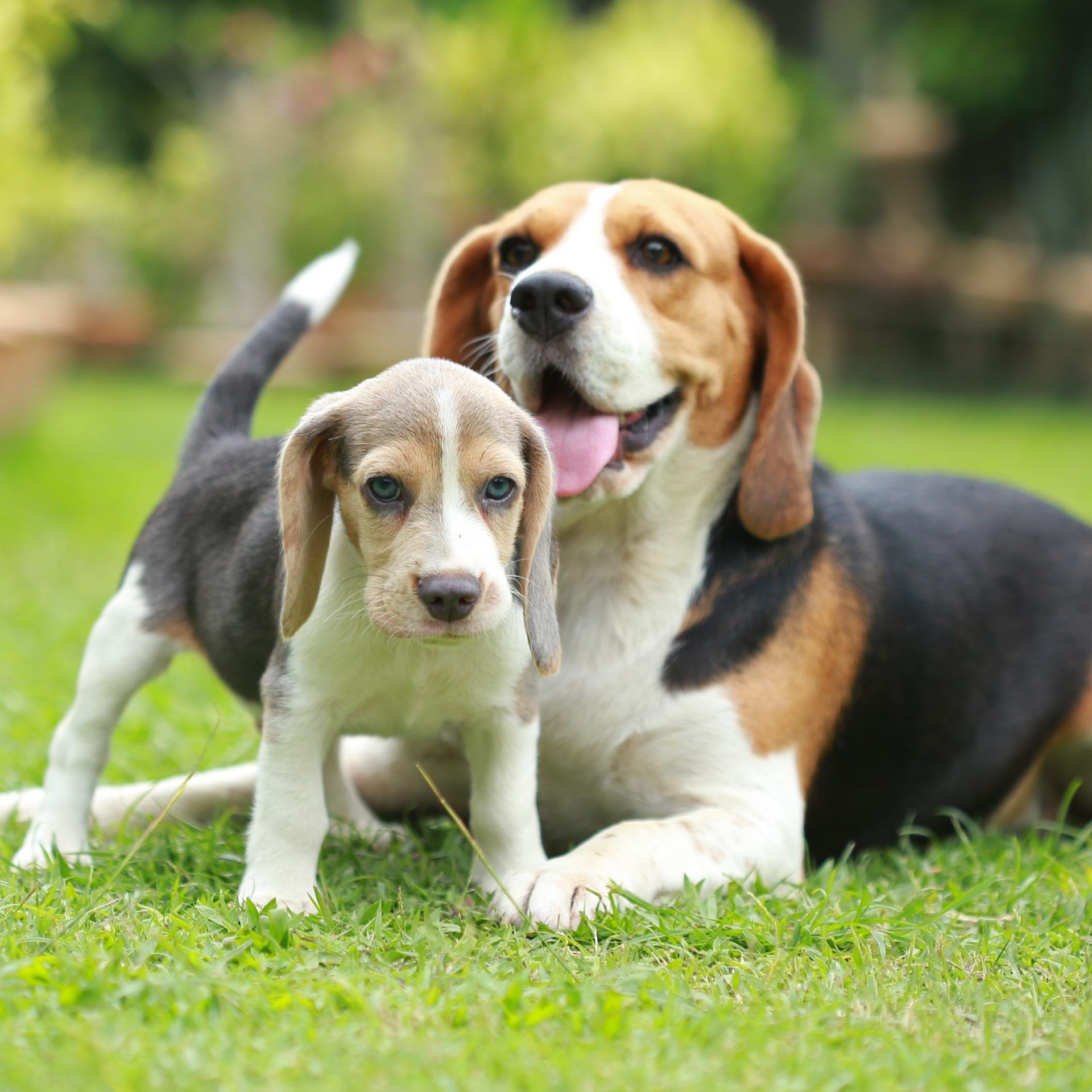 perros beagle en venta