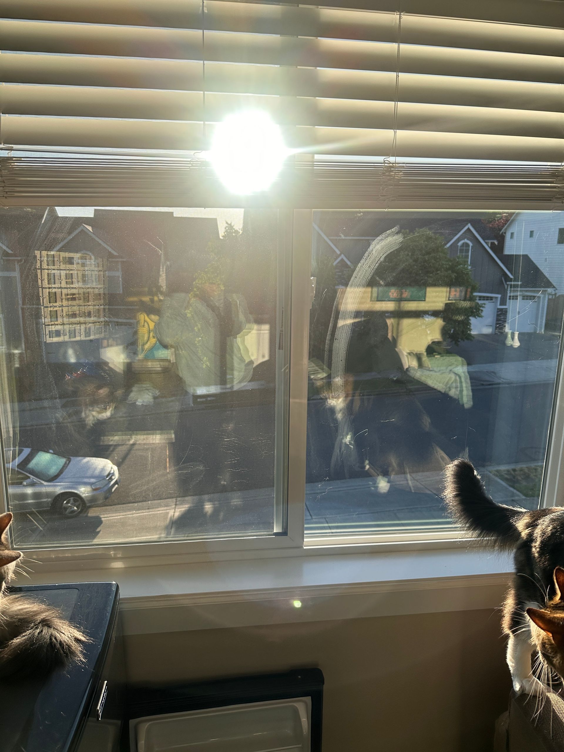 A cat and a dog are looking out of a window with blinds.