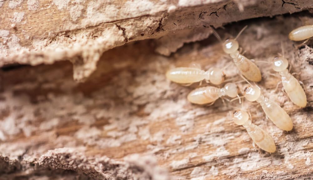 A Group of Termites are Crawling on a Piece of Wood
— Dominion Pest Control in Nanango, QLD
